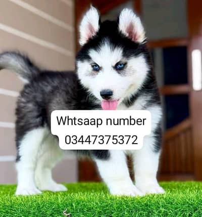 Siberian husky fore sale