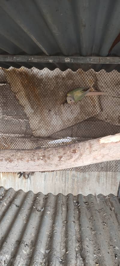 Monn cheek conure breeder pair
