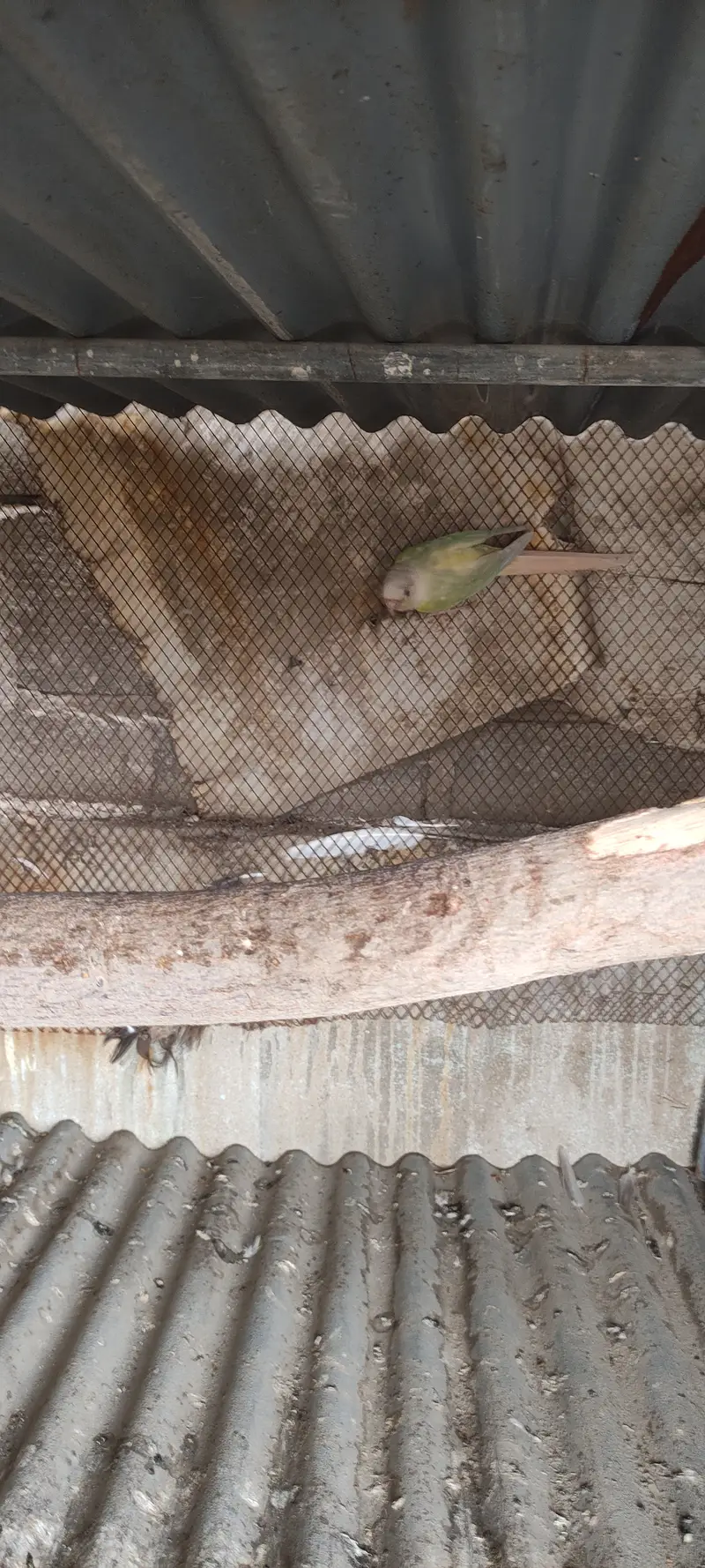 Monn cheek conure breeder pair — photo 2