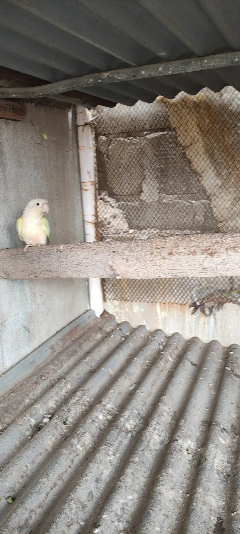 Monn cheek conure breeder pair — photo 4