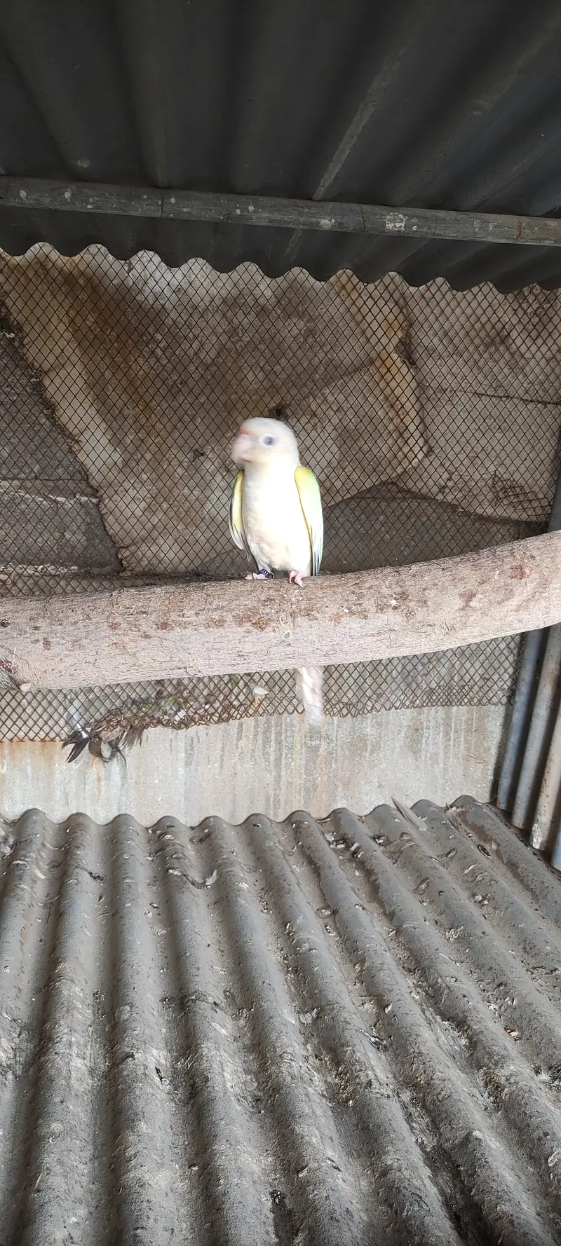 Monn cheek conure breeder pair — photo 5