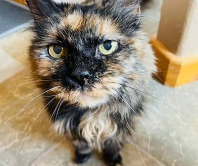beautiful cat