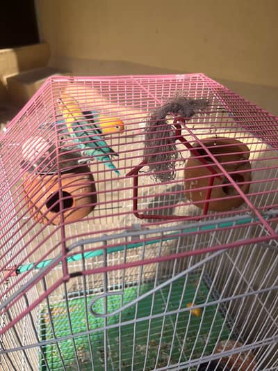 Love Bird Two Grean Male or Female or Two White Male or Female