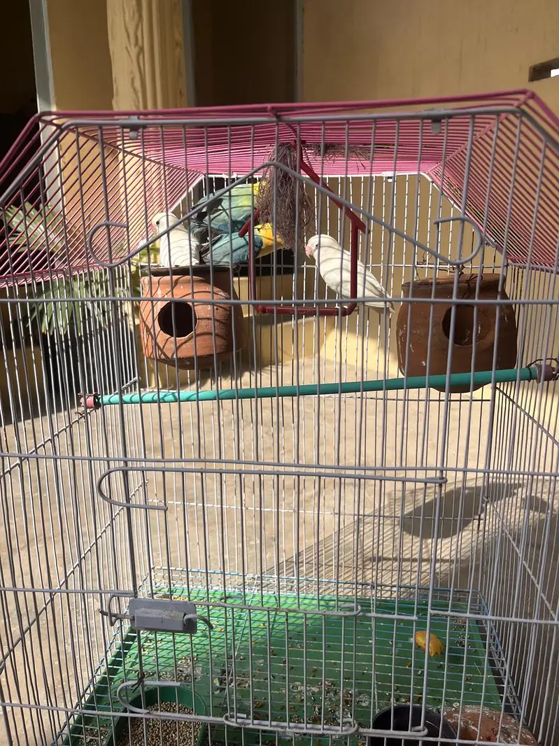 Love Bird Two Grean Male or Female or Two White Male or Female — photo 3