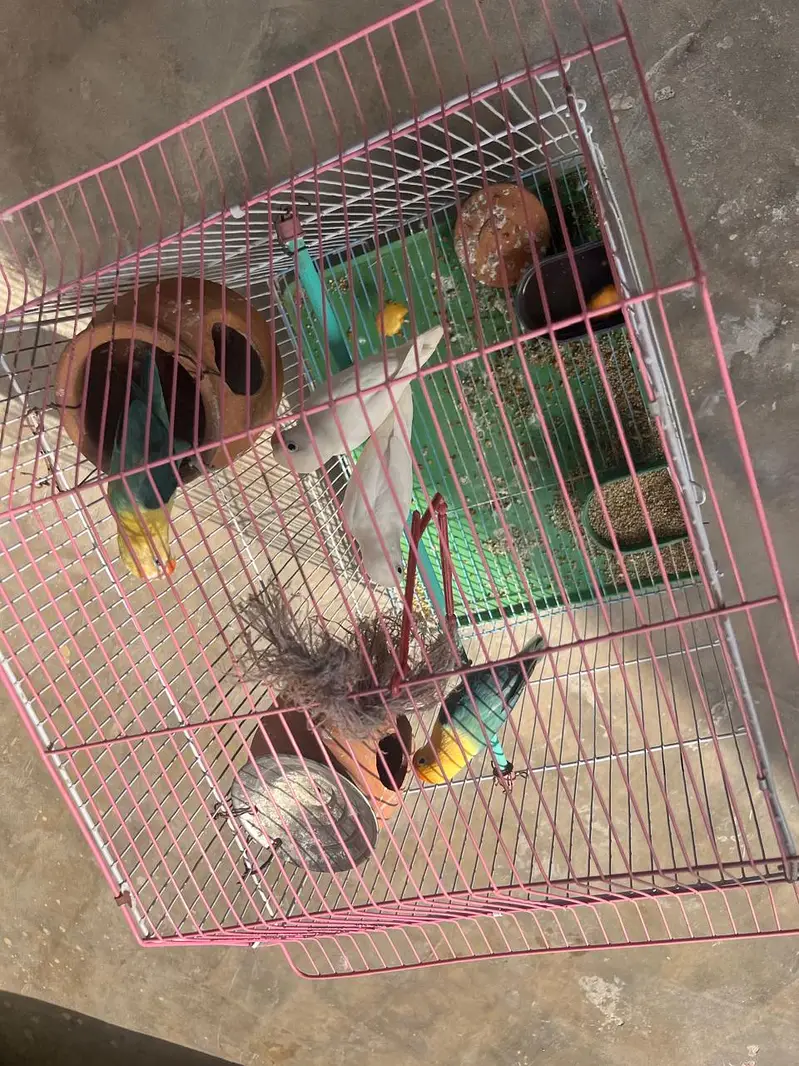 Love Bird Two Grean Male or Female or Two White Male or Female — photo 4