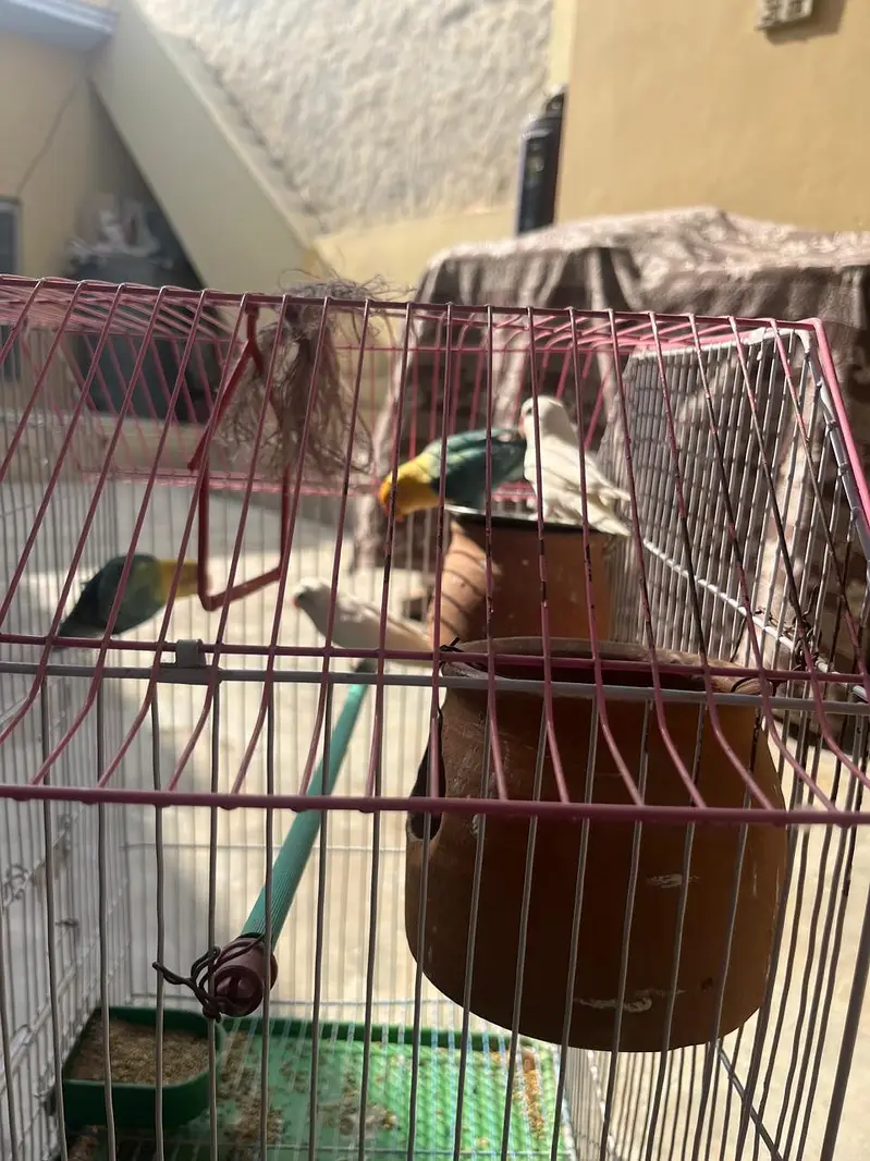 Love Bird Two Grean Male or Female or Two White Male or Female — photo 5