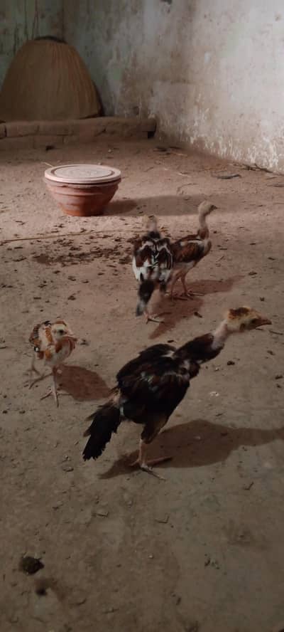 chicks per 1500