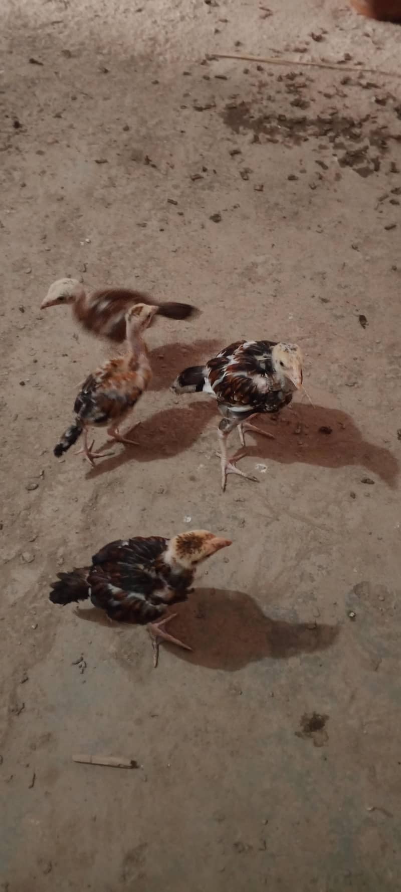 chicks per 1500 1