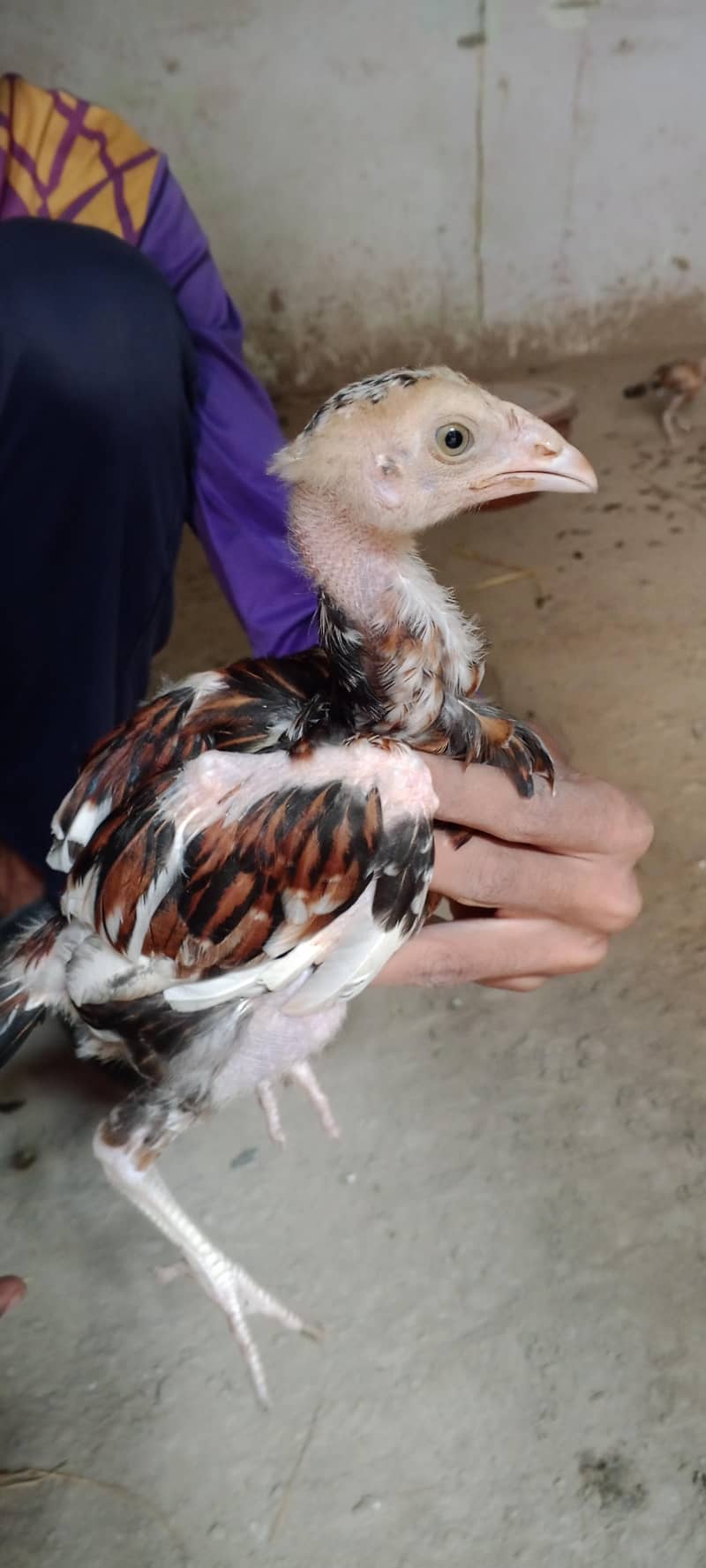 chicks per 1500 2