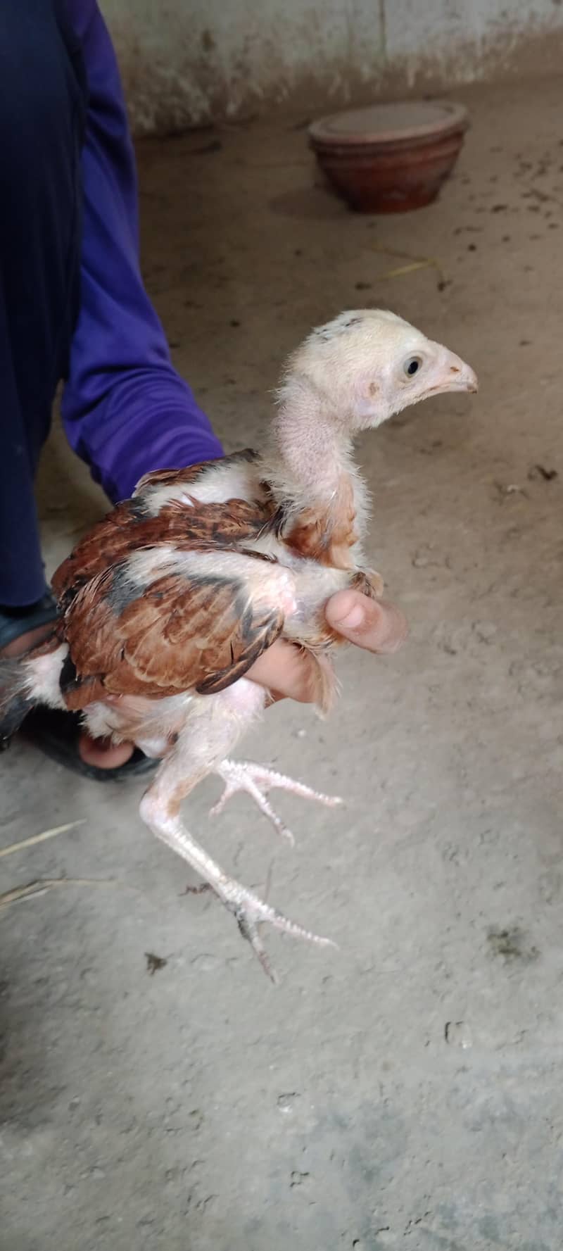 chicks per 1500 4