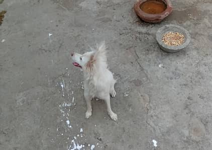 Russian female pink nose zero size