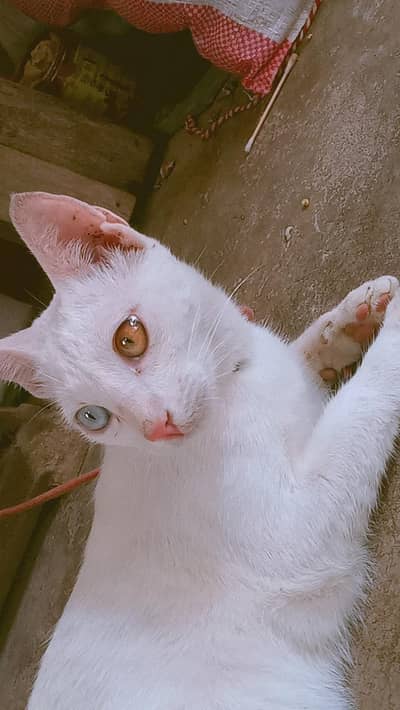 Female 6 Month White Odd Eyes Kitten - Khao Manee - Hyderabad
