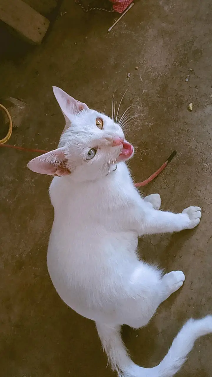 Female 6 Month White Odd Eyes Kitten - Khao Manee - Hyderabad — photo 2