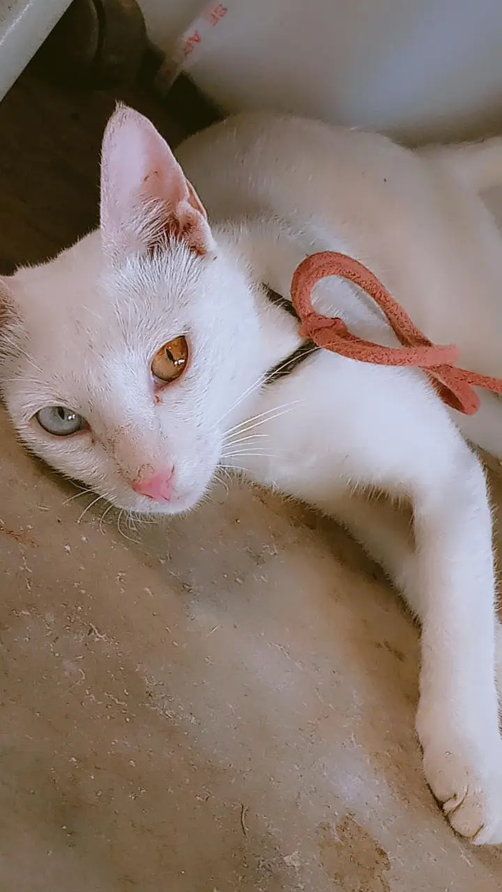 Female 6 Month White Odd Eyes Kitten - Khao Manee - Hyderabad — photo 3