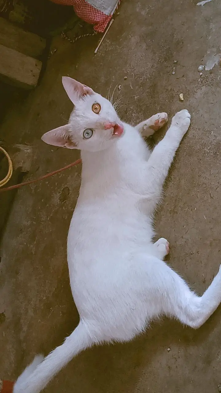 Female 6 Month White Odd Eyes Kitten - Khao Manee - Hyderabad — photo 5