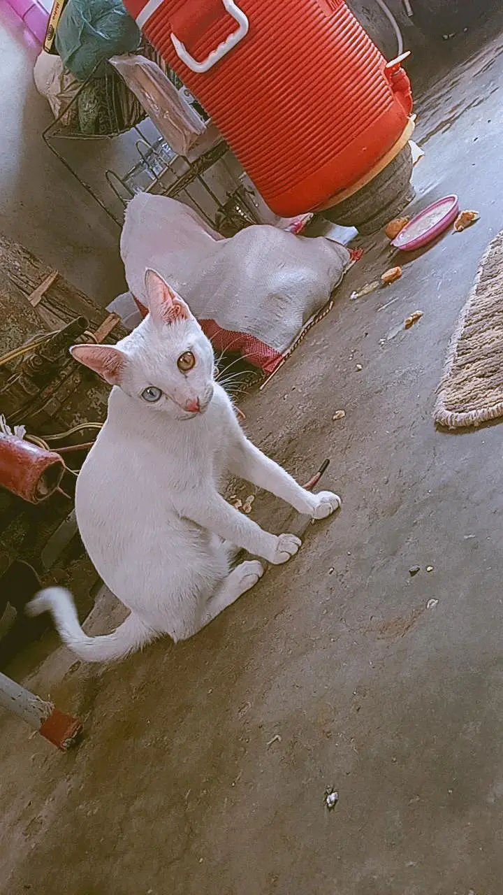 Female 6 Month White Odd Eyes Kitten - Khao Manee - Hyderabad — photo 6