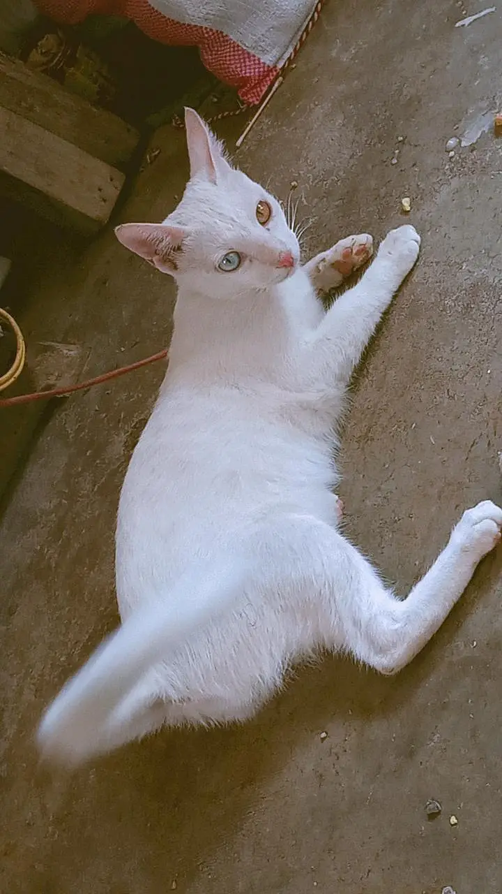 Female 6 Month White Odd Eyes Kitten - Khao Manee - Hyderabad — photo 7