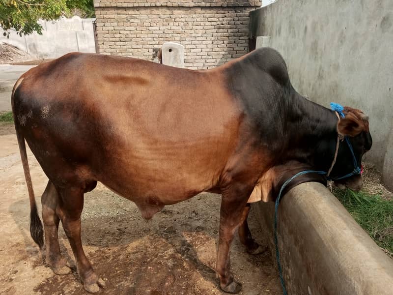 **Title:** Khoobsurat Waarka Bail Farokht Ke Liye Dastiyab – Umar 2 Sa 0