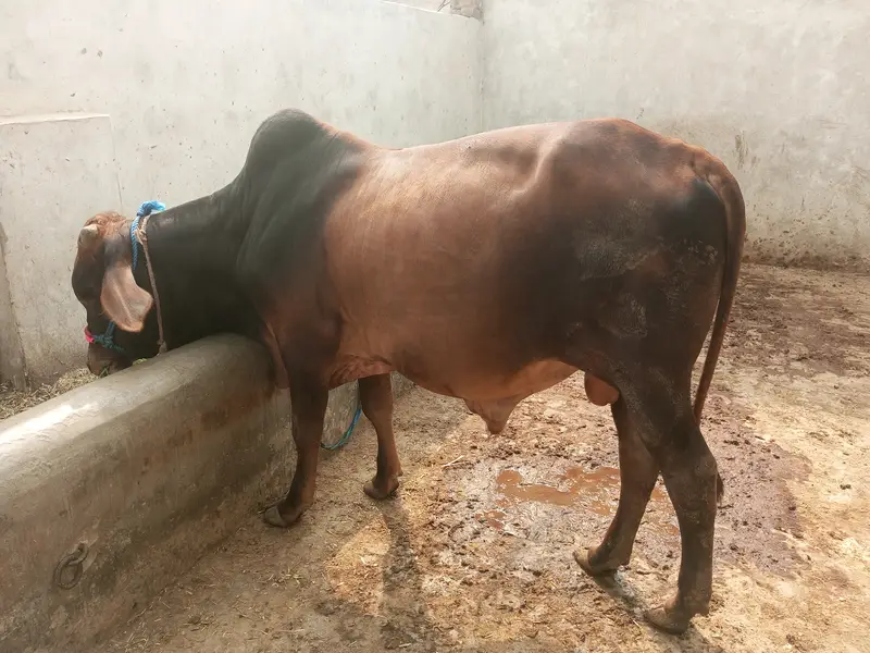 **Title:** Khoobsurat Waarka Bail Farokht Ke Liye Dastiyab – Umar 2 Sa — photo 2