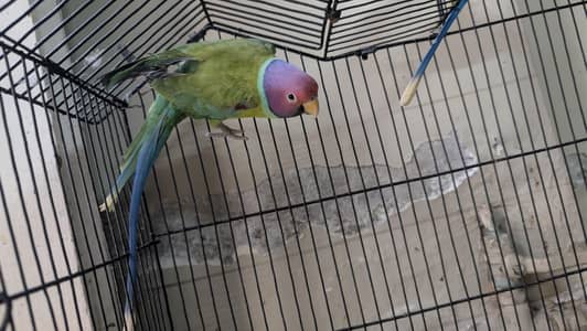 plum headed parrot pair semi tamed