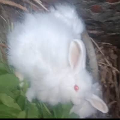 English Angora big size young age 5 months