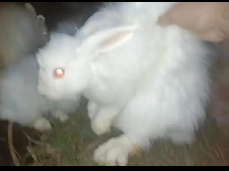 English Angora big size young age 5 months — photo 3