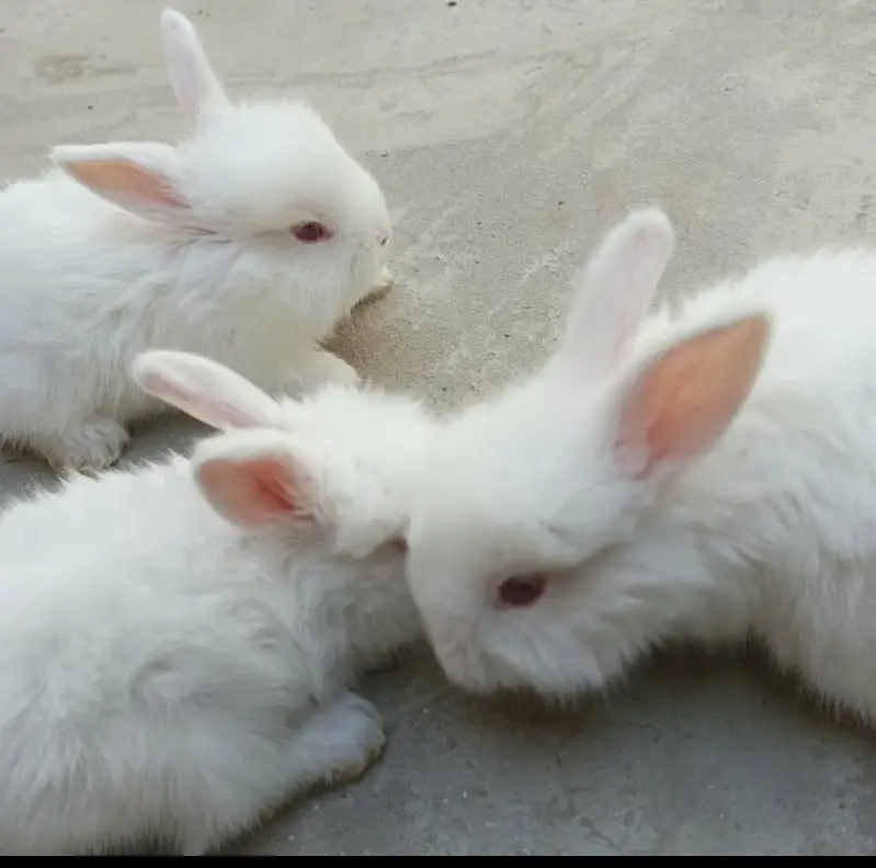 English Angora big size young age 5 months — photo 4