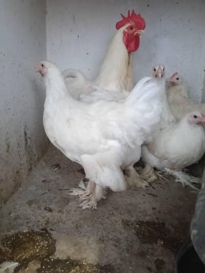 heavy buff bentum polish cocktail budgie's