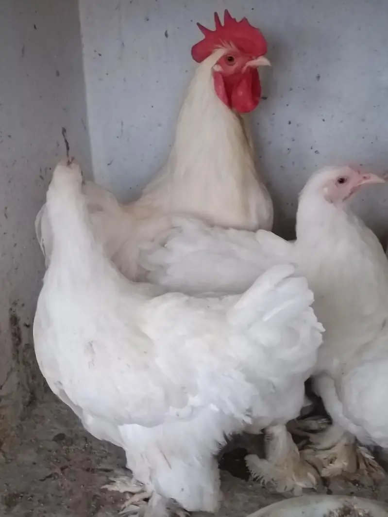 heavy buff bentum polish cocktail budgie's — photo 2