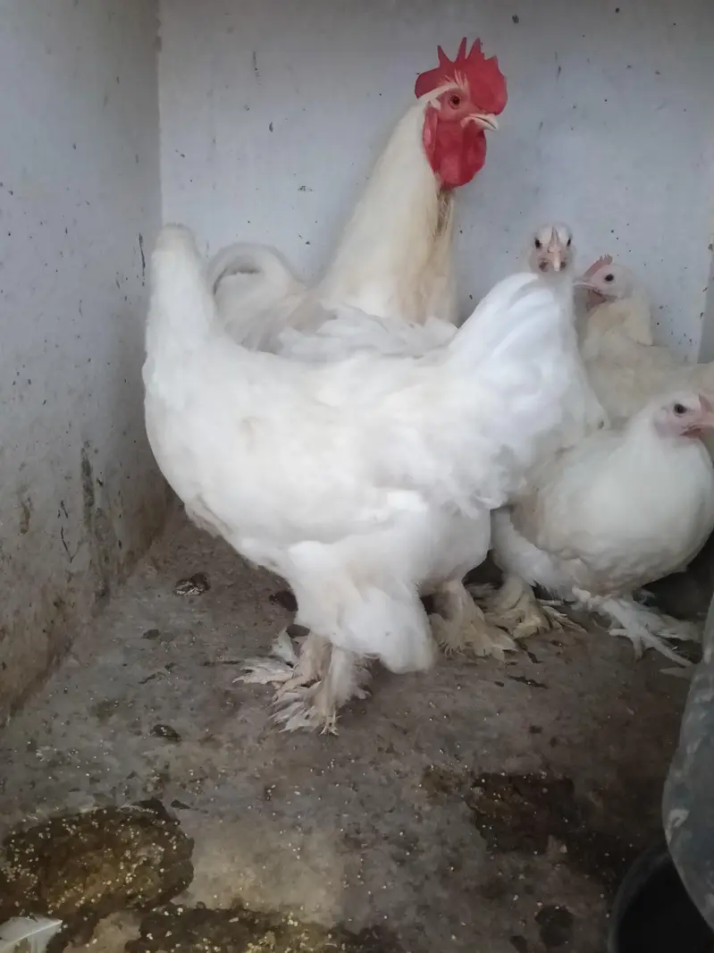 heavy buff bentum polish cocktail budgie's — photo 3