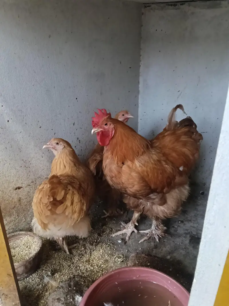 heavy buff bentum polish cocktail budgie's — photo 4