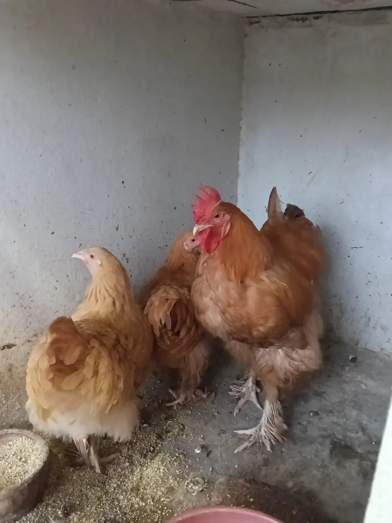 heavy buff bentum polish cocktail budgie's — photo 5