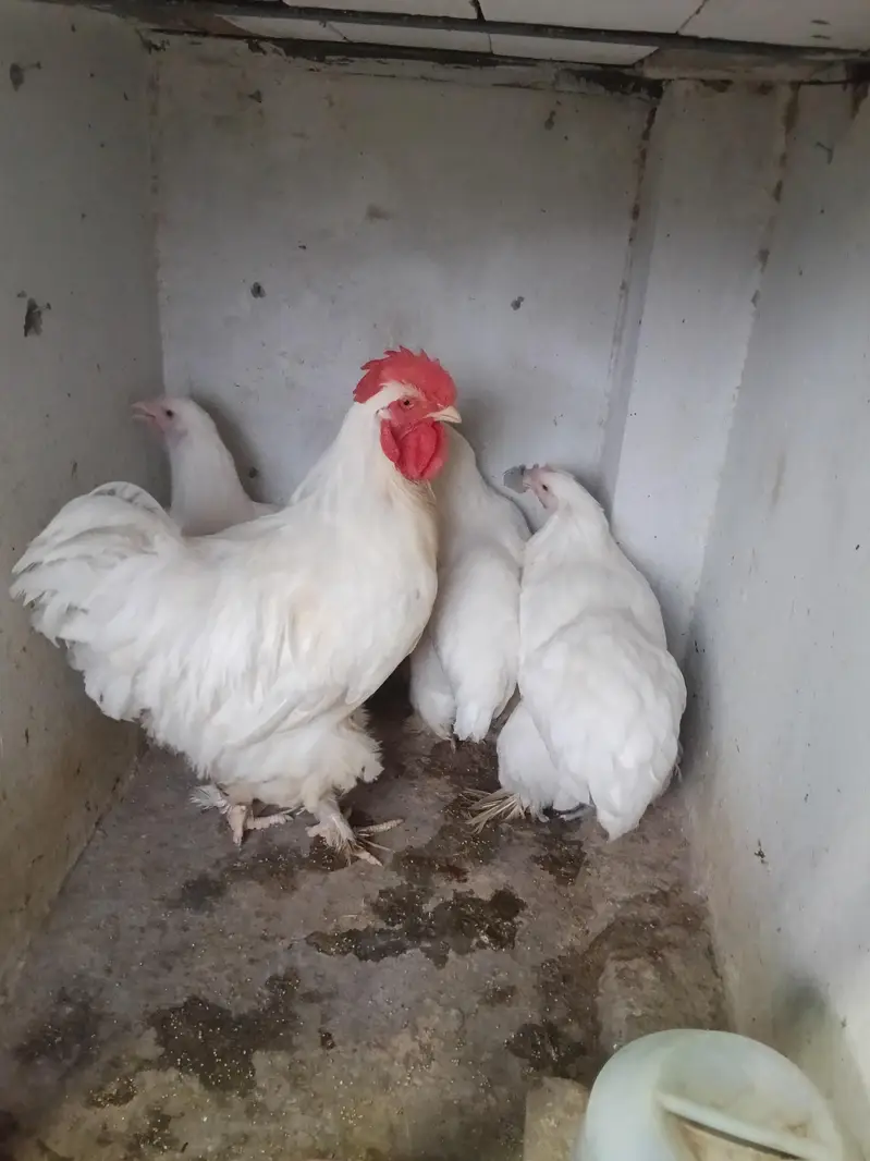 heavy buff bentum polish cocktail budgie's — photo 6