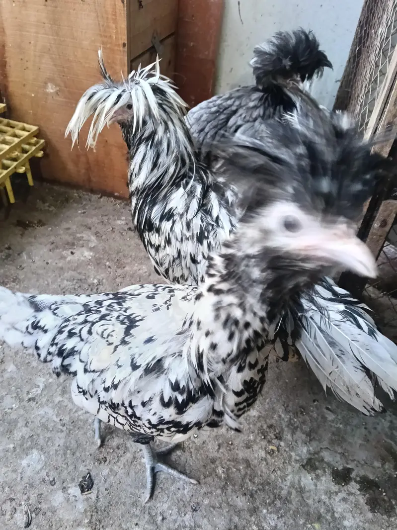 heavy buff bentum polish cocktail budgie's — photo 7