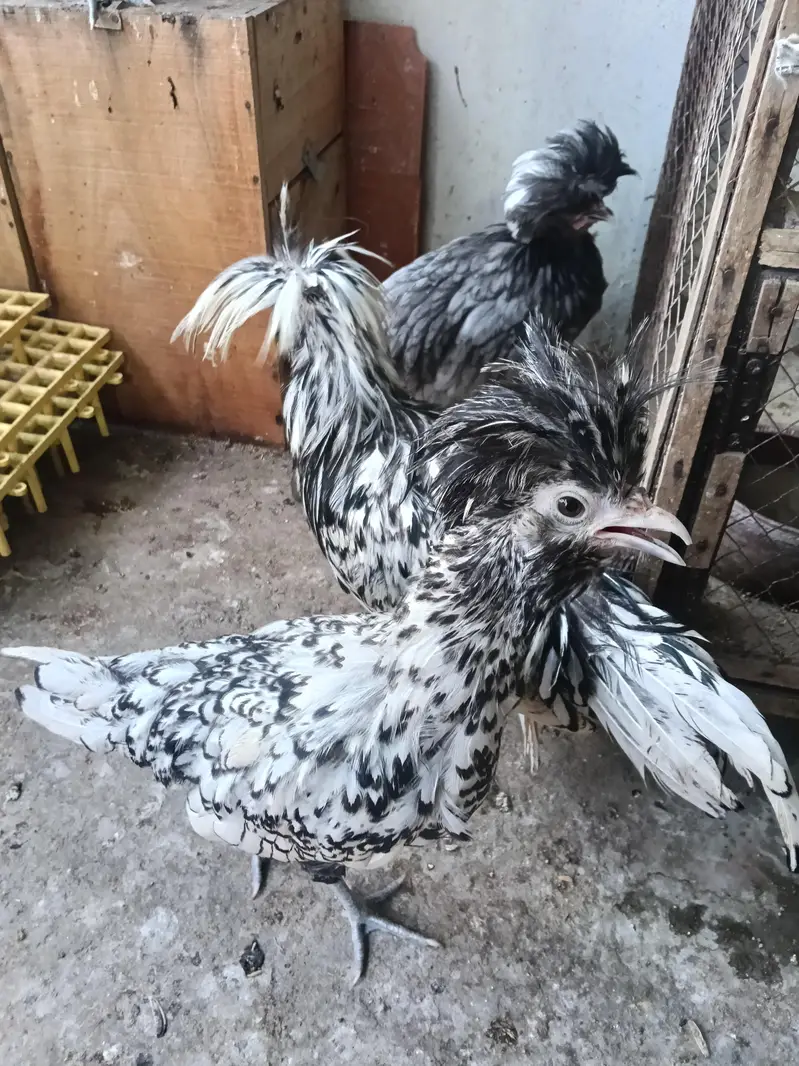 heavy buff bentum polish cocktail budgie's — photo 8
