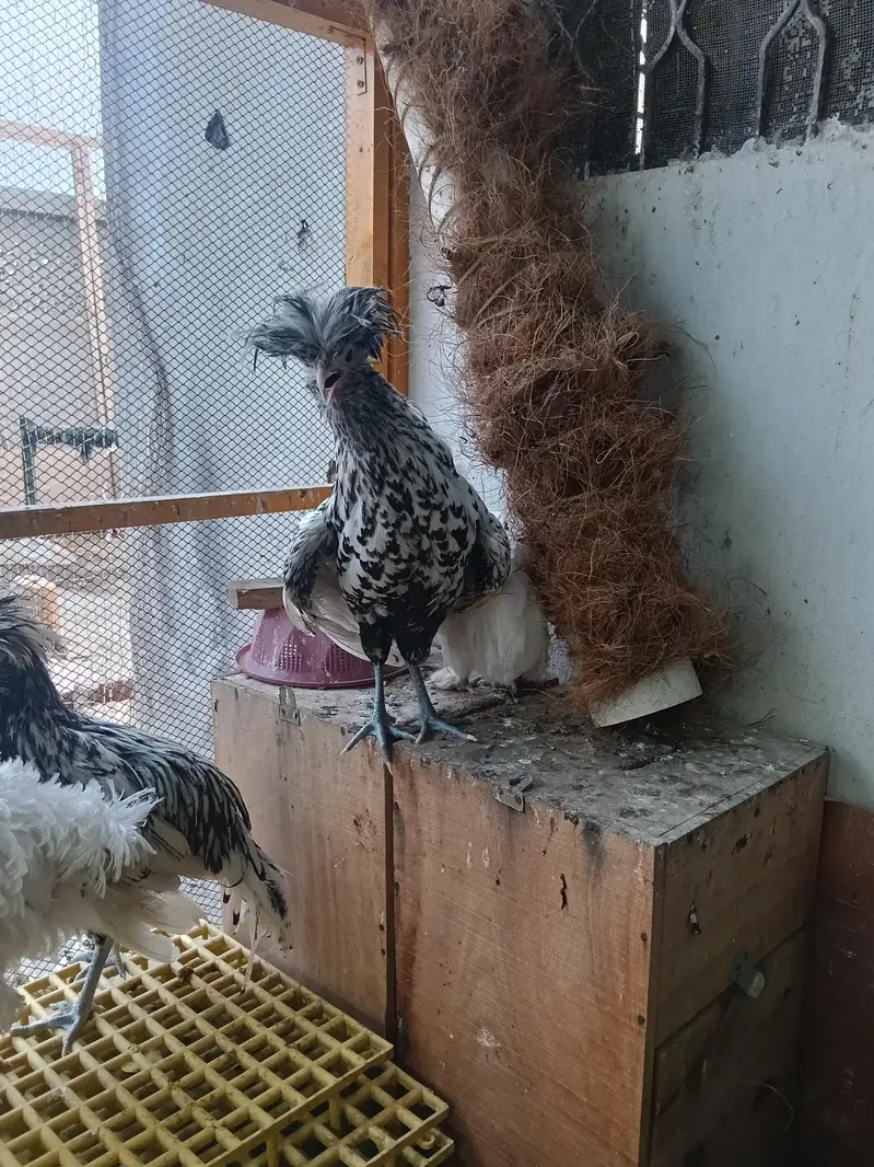 heavy buff bentum polish cocktail budgie's — photo 9