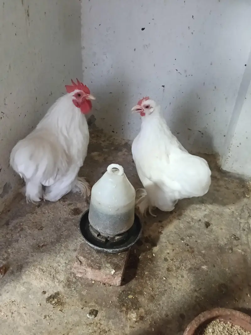 heavy buff bentum polish cocktail budgie's — photo 10