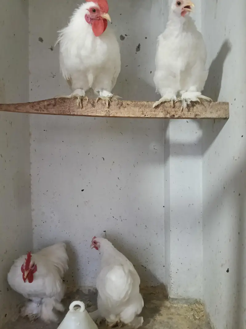 heavy buff bentum polish cocktail budgie's — photo 11