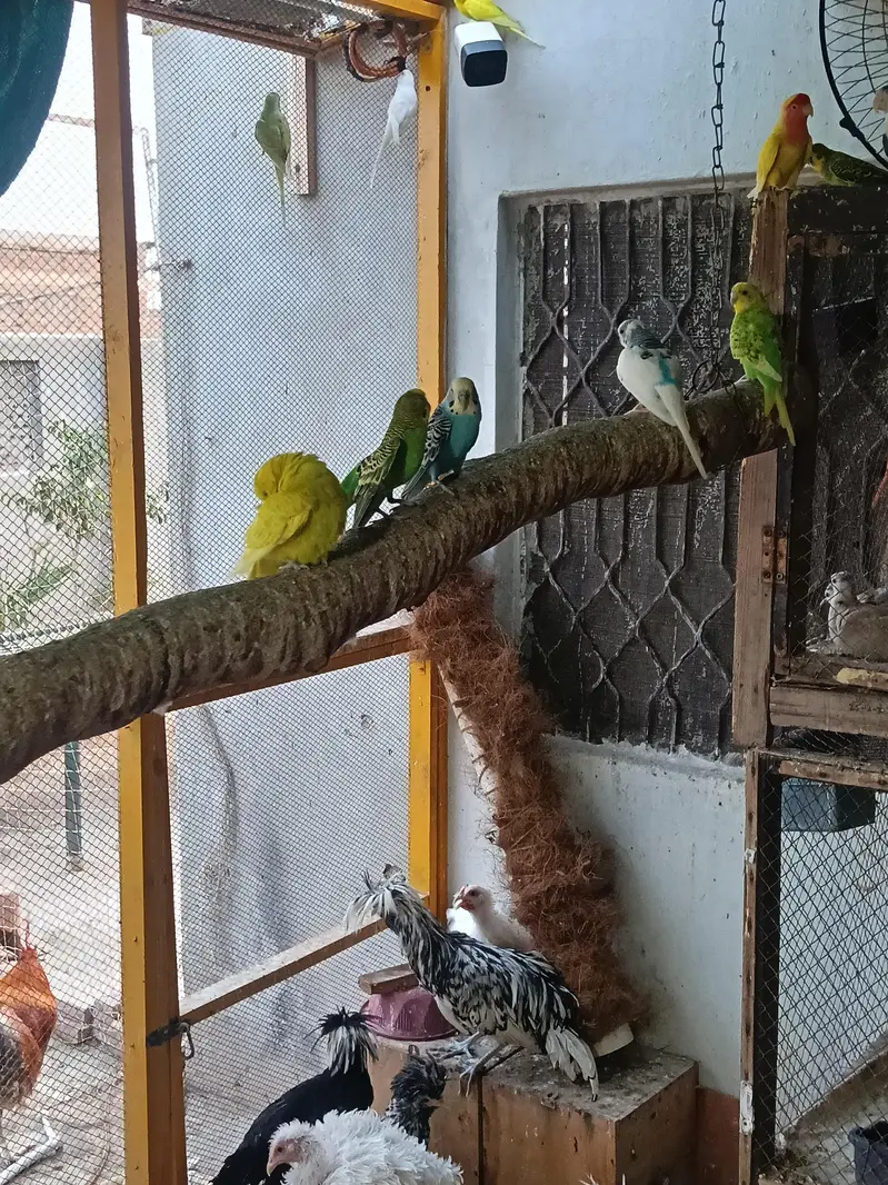 heavy buff bentum polish cocktail budgie's — photo 12