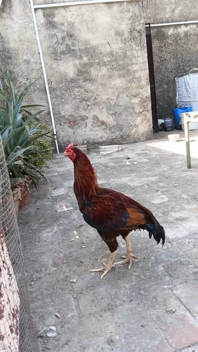 kharedaree