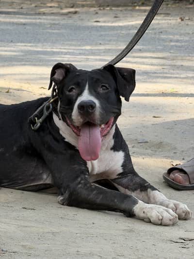 Pitbull femail 11 month
