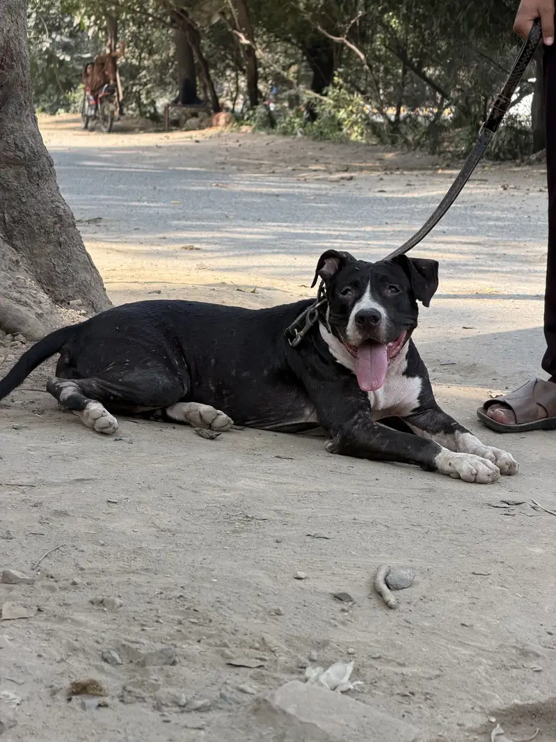 Pitbull femail 11 month — photo 2