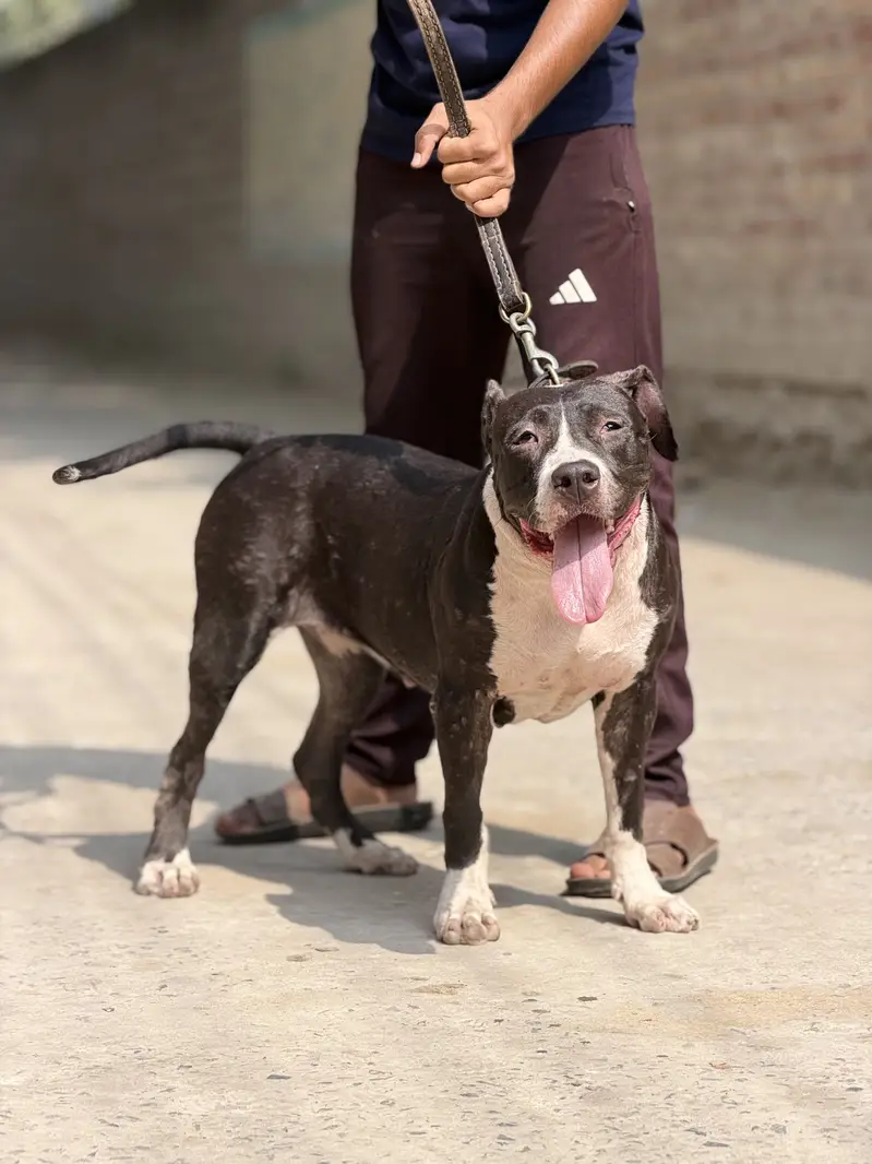 Pitbull femail 11 month — photo 3