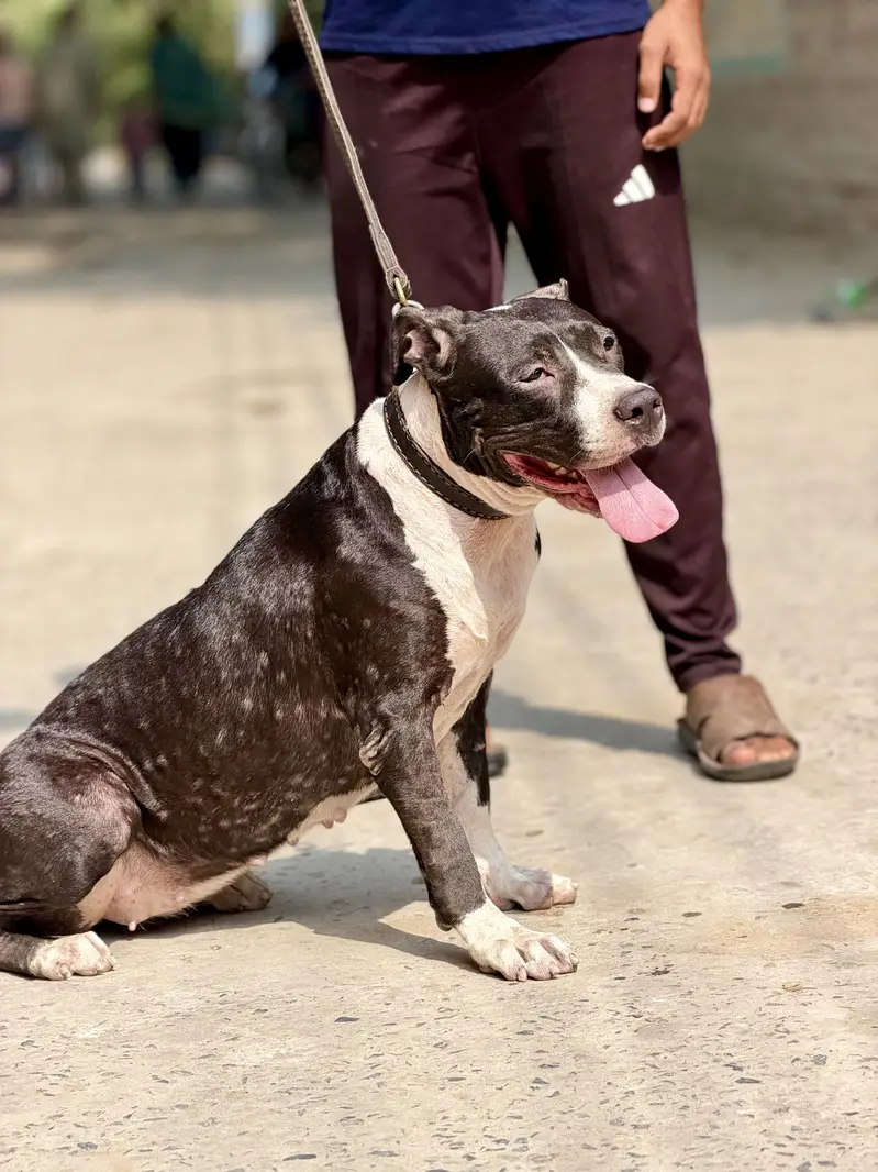 Pitbull femail 11 month — photo 4