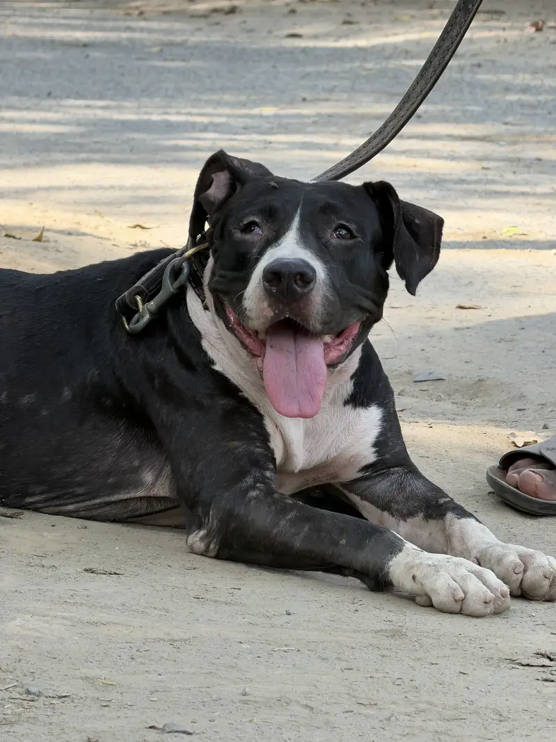 Pitbull femail 11 month — photo 5