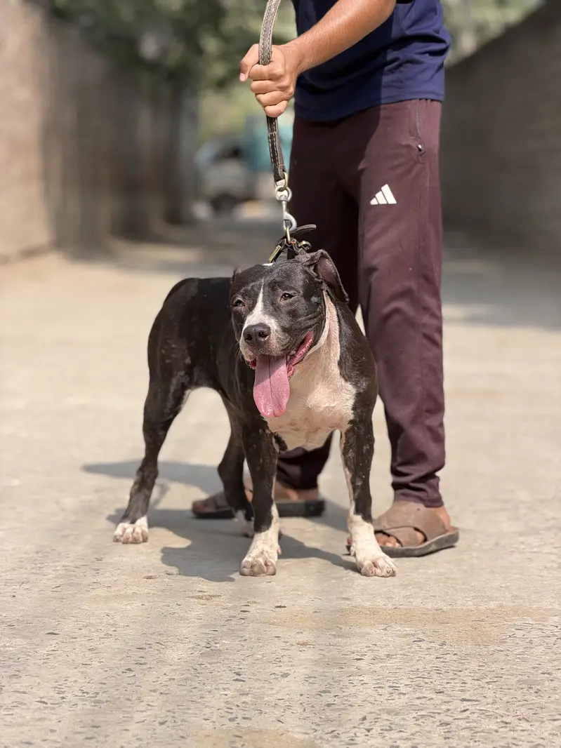 Pitbull femail 11 month — photo 6