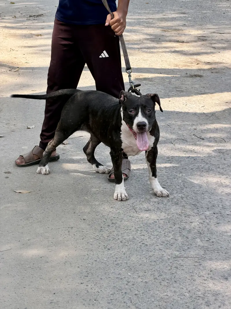 Pitbull femail 11 month — photo 7