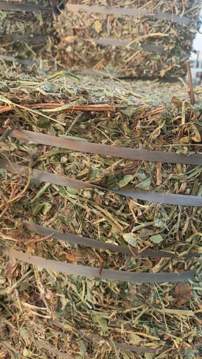 Peanut straw / Mongphali Missa for sale/ Animal food