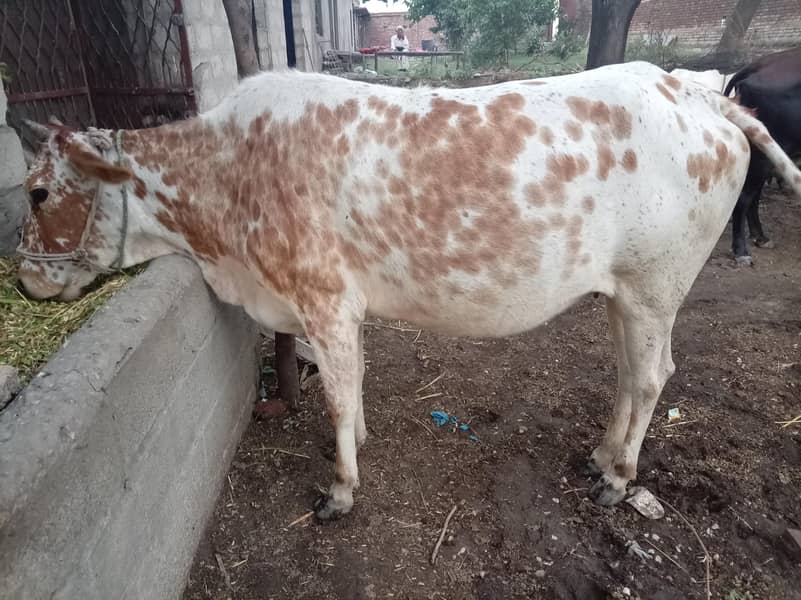 دیسی اور ولایتی مکس پہلان وچھڑی برائے فروخت، 8 ماہ کی گابھن 1