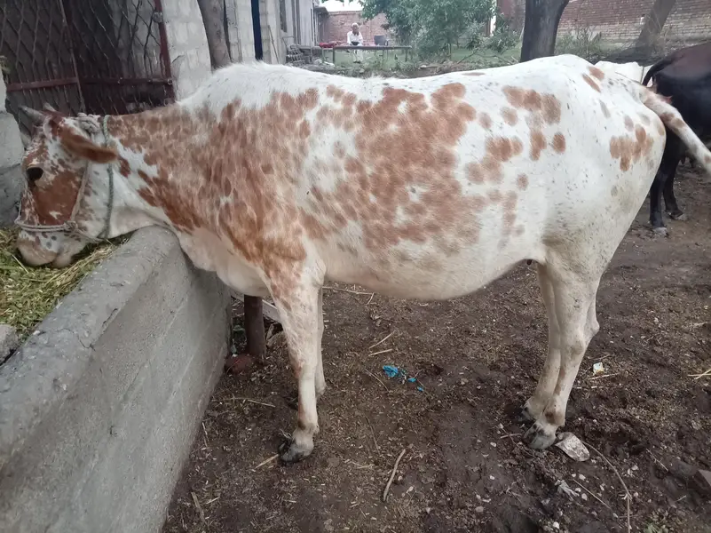 دیسی اور ولایتی مکس پہلان وچھڑی برائے فروخت، 8 ماہ کی گابھن — photo 2
